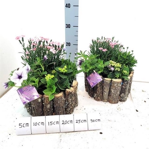 ARR TUINPLANTEN