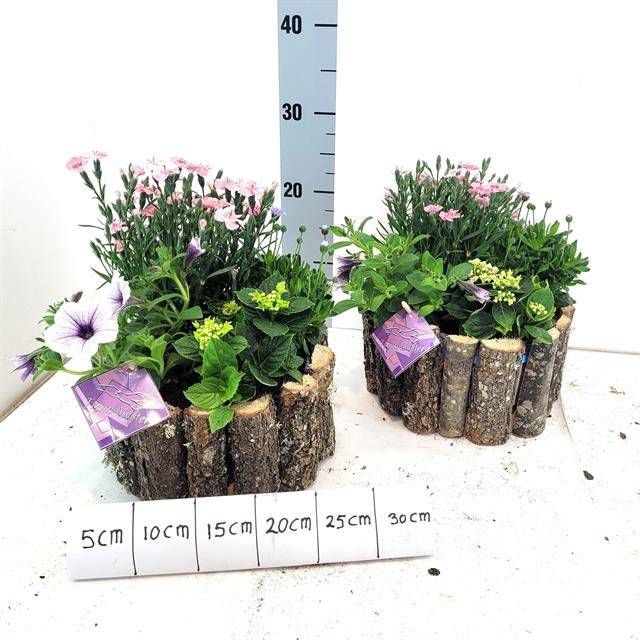 <h4>ARR TUINPLANTEN</h4>
