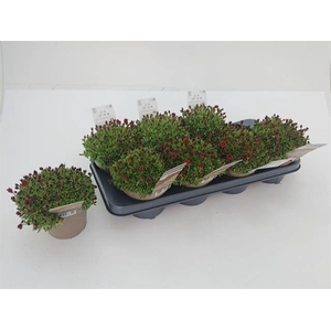 Saxifraga arendsii 13Ø 15cm