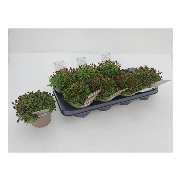 <h4>Saxifraga arendsii 13Ø 15cm</h4>