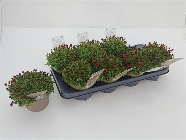 Saxifraga arendsii 13Ø 15cm