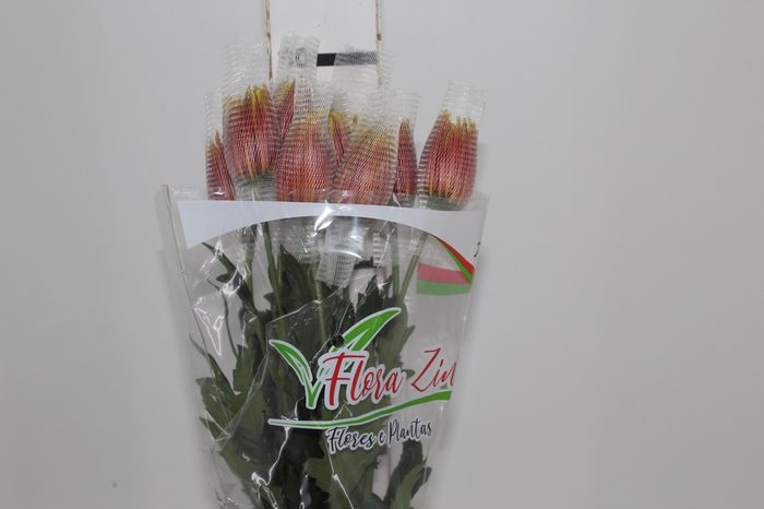 <h4>ANASTASIA CHISPA 080 CM BICOLOR</h4>