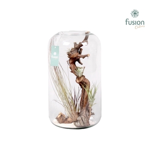 Green Bottle Isabella XXlarge met air tillandsia
