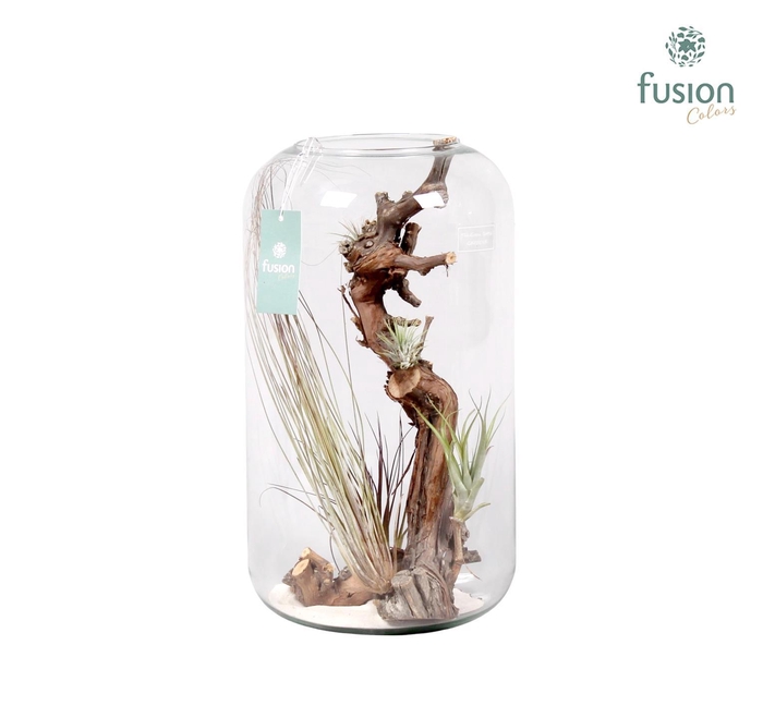 <h4>Green Bottle Isabella XXlarge met air tillandsia</h4>