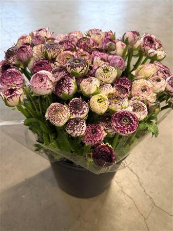 <h4>Ran Eleg Cappuccino</h4>