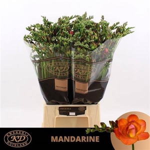 Fr Du Mandarine