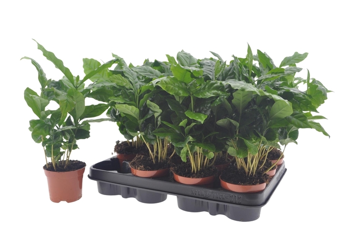 <h4>COFFEA ARABICA</h4>