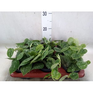 Scindapsus pictus 'Argyraeus'