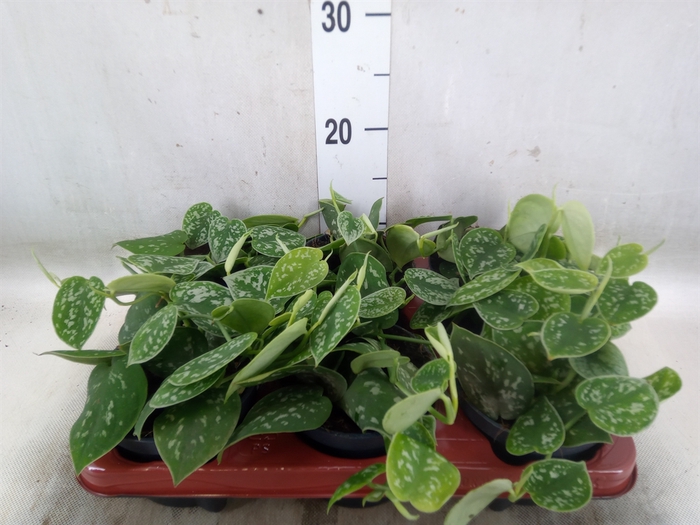 <h4>Scindapsus pictus 'Argyraeus'</h4>
