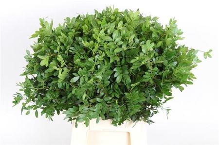 <h4>DEC PISTACHE</h4>