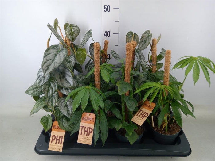 <h4>Planten  ..mix</h4>