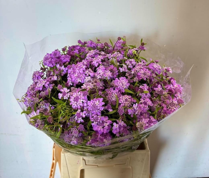 <h4>Iberis Umbellata</h4>