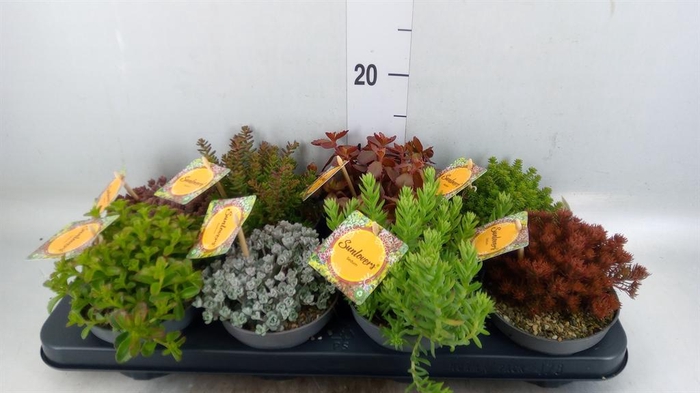 Vaste pltn   ...       [Perennials]