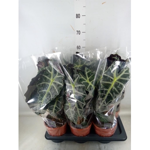 Alocasia amazonica 'Polly'