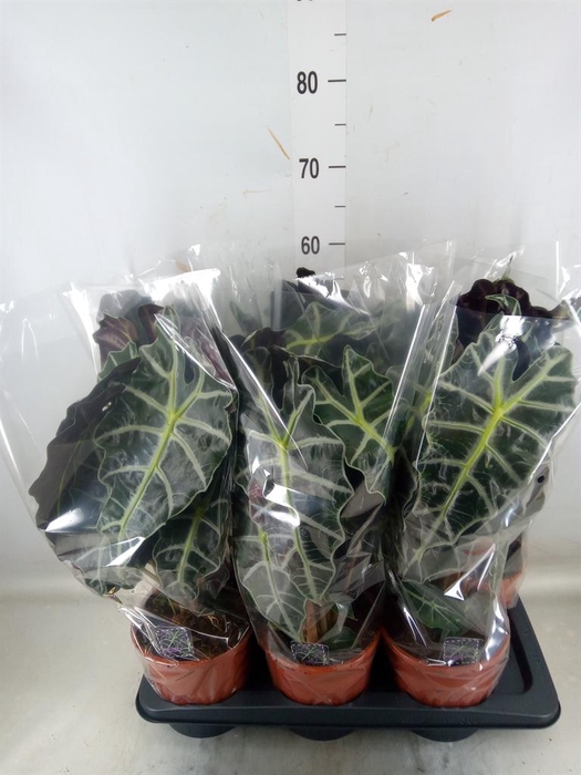 <h4>Alocasia amazonica 'Polly'</h4>