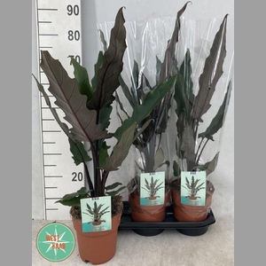 ALOC LAUTERBACHIANA