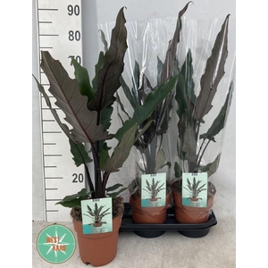 ALOC LAUTERBACHIANA
