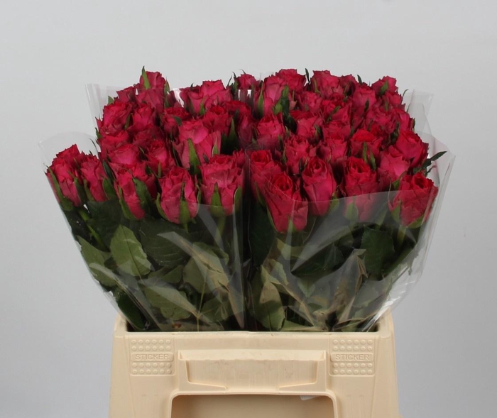 <h4>R GR MADAM CERISE</h4>