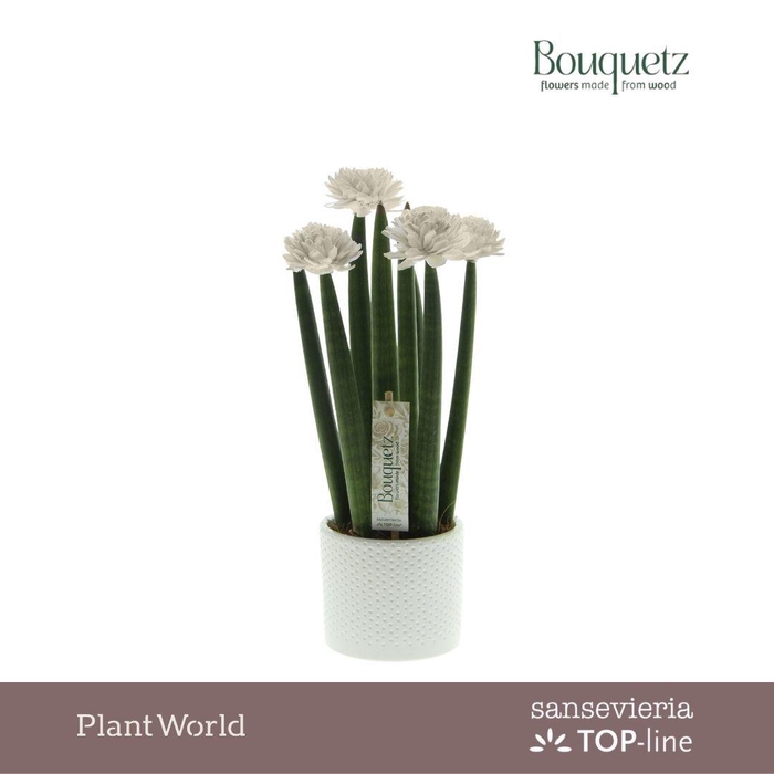 <h4>Sansevieria TOP-line Bouquetz White in Dots keramiek</h4>