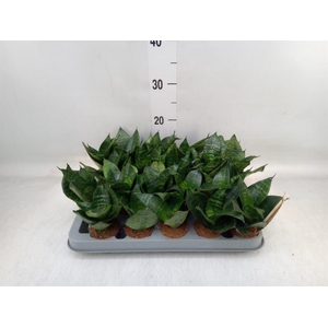 Sansevieria trifa. 'Hahnii'