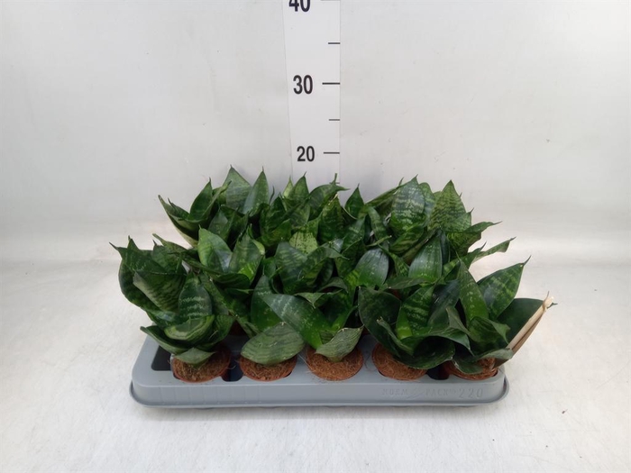 <h4>Sansevieria trifa. 'Hahnii'</h4>