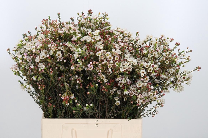 <h4>Chame Un Ella</h4>