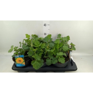 Geum chiloense 'Lady Stratheden'