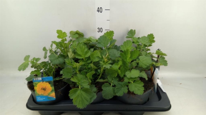 <h4>Geum chiloense 'Lady Stratheden'</h4>