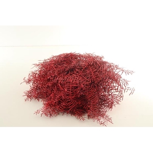 Koraalvaren Klb Red X5