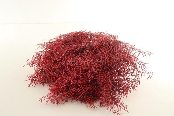 <h4>Koraalvaren Klb Red X5</h4>