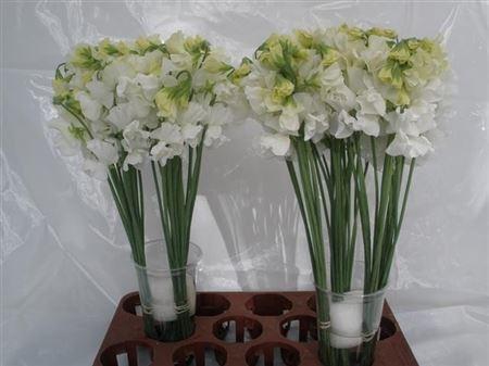 <h4>Lathyrus Wit</h4>
