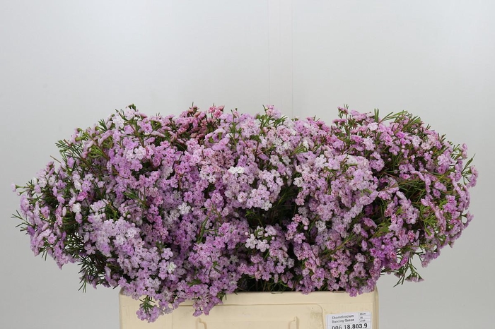 <h4>Chamelaucium Dancing Queen</h4>