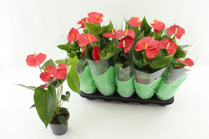 <h4>ANTHU AN EVERIO</h4>