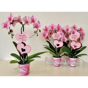 PHAL OV ROZE