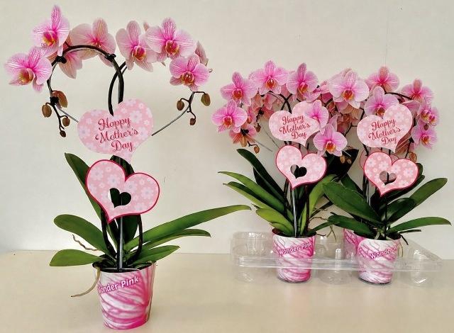 <h4>PHAL OV ROZE</h4>