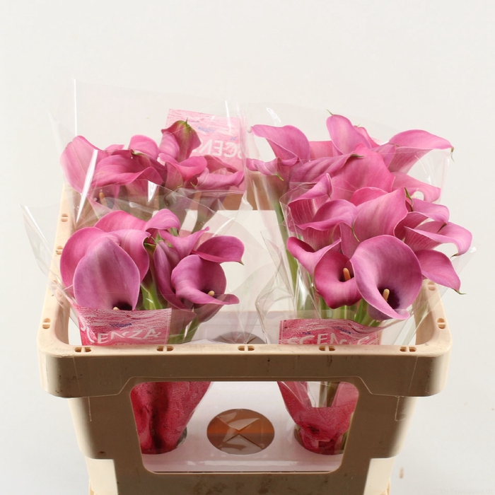 <h4>Calla Zazu</h4>
