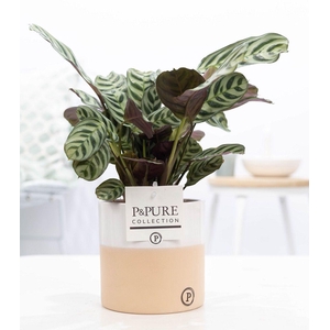 Ctenanthe Burle Marxii in P&PURE Rosy ceramics