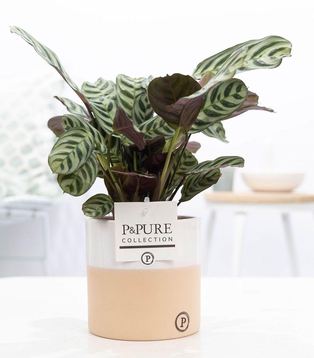 <h4>Ctenanthe Burle Marxii in P&PURE Rosy ceramics</h4>
