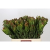 Leucadendron Laurel Yellow