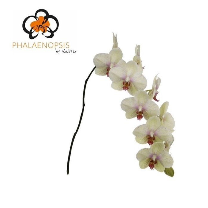 <h4>Phalaenopsis  'Omega'</h4>