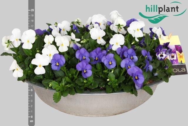 <h4>VIO CO EM MM ATHENE</h4>