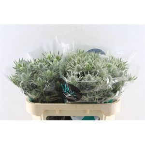 Eryngium Sirius Qstar