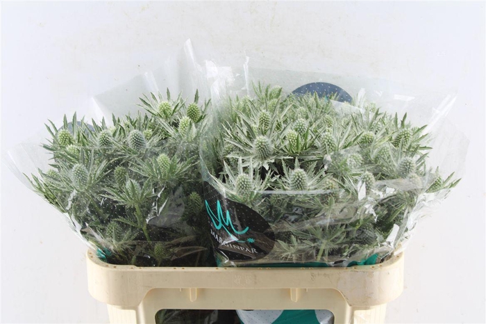 <h4>Eryngium Sirius Qstar</h4>