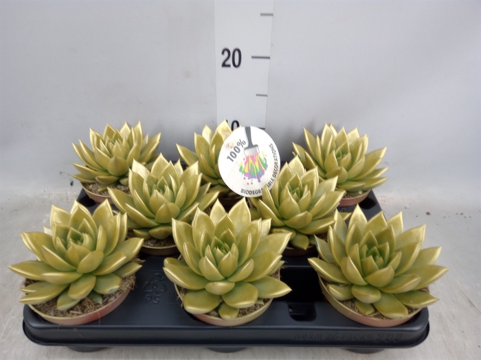 <h4>Echeveria  'Miranda'</h4>