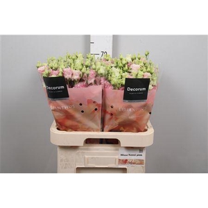 Eus G Alissa Hanoi Pink