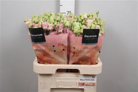 <h4>Eus G Alissa Hanoi Pink</h4>