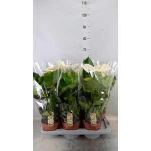 Anthurium andr. 'Alpine'