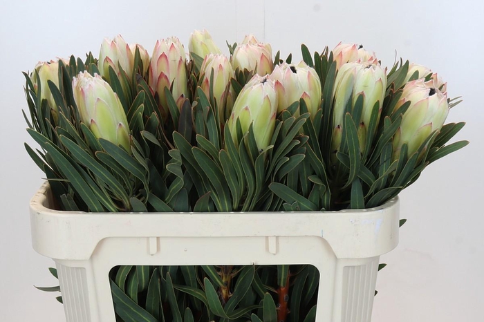 <h4>Protea White Night</h4>