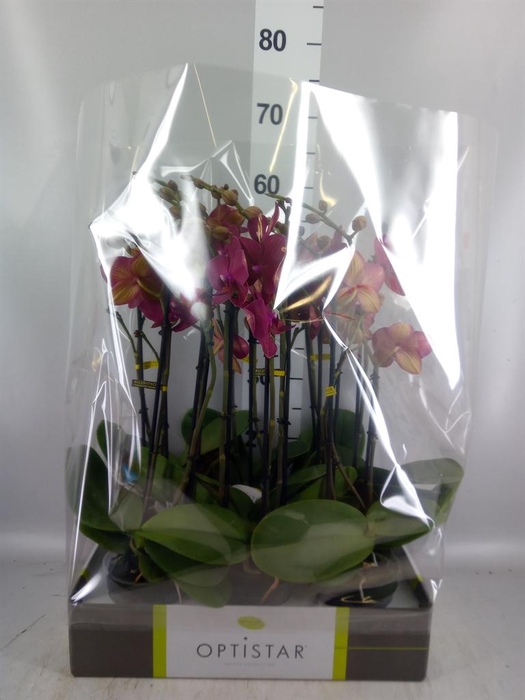 <h4>Phalaenopsis   ...red</h4>