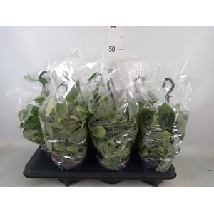 Scindapsus pictus 'Silvery Ann'